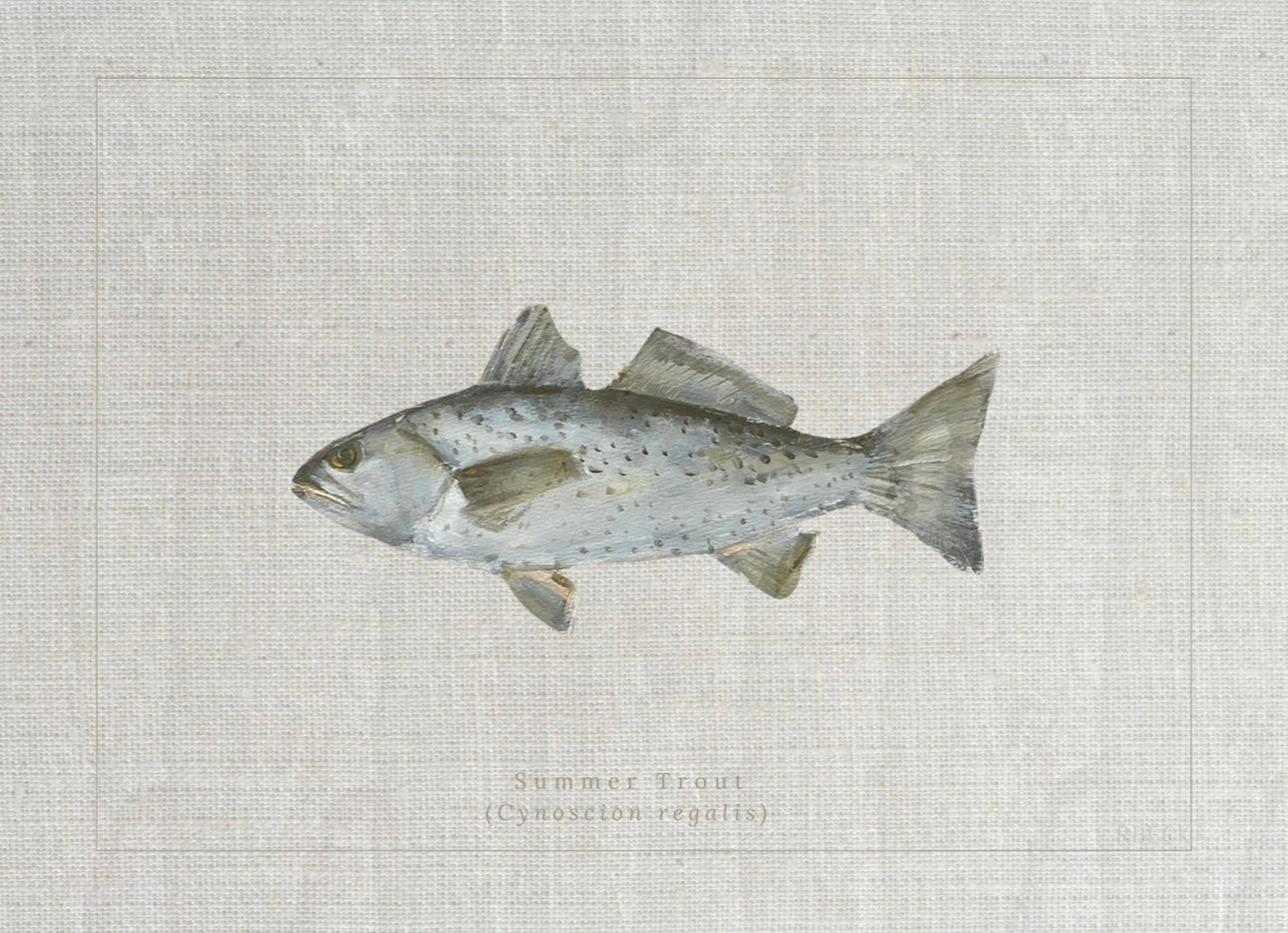 Coastal fine art print of a spotted seatrout study labeled Cynoscion nebulosus in a vintage field guide style by Ryan Beck.