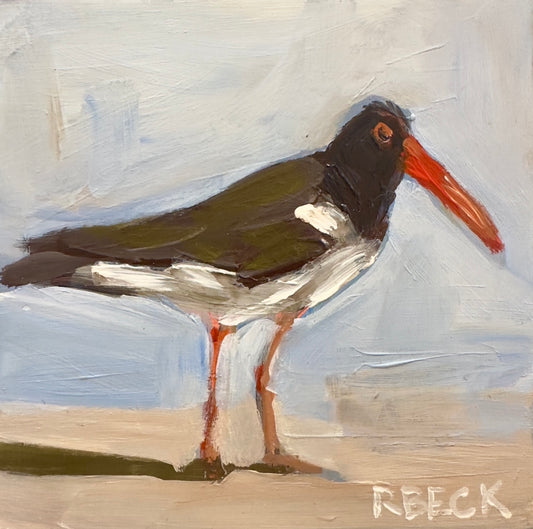 A square American oystercatcher shorebird portrait inspired by the Charleston coast rendered as a coastal fine art print by Ryan Beck.