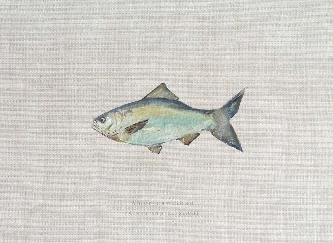 Coastal fine art print of an American shad fish study with Alosa sapidissima beneath the illustration in a vintage natural history style by Ryan Beck.