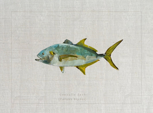Coastal fine art print of a crevalle jack fish study labeled Caranx hippos in a vintage natural history style by Ryan Beck