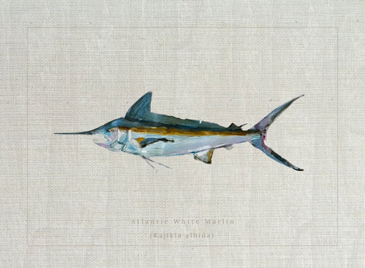 Atlantic White Marlin Fish Print