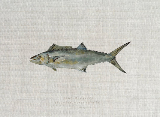 Coastal fine art print of a king mackerel study labeled Scomberomorus cavalla in a vintage natural history style by Ryan Beck.