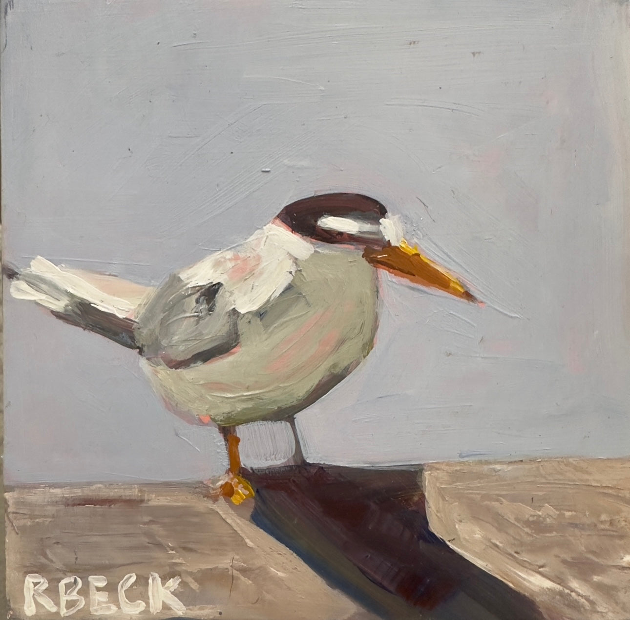 A square least tern shorebird portrait inspired by the Charleston coast rendered as a coastal fine art print by Ryan Beck.