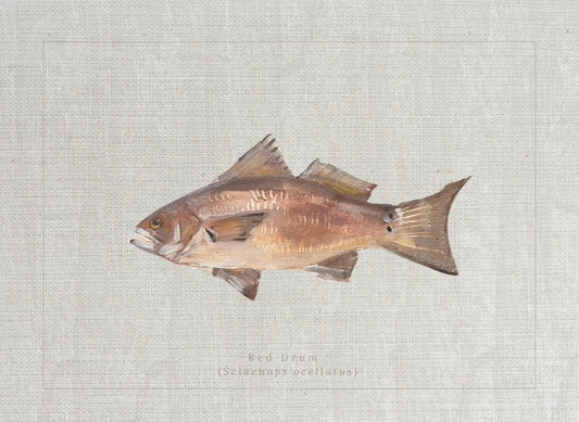 Coastal fine art print of a red drum fish study labeled Sciaenops ocellatus in a vintage natural history style by Ryan Beck.