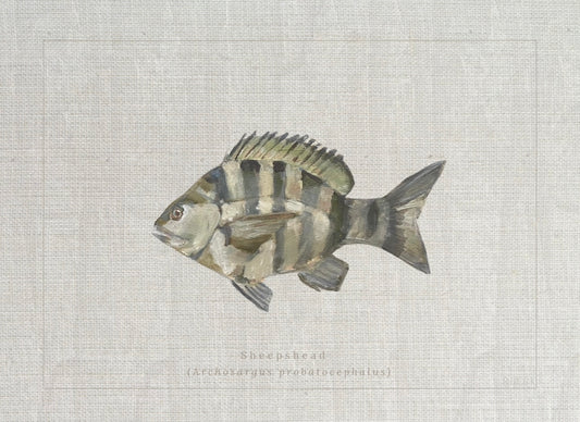 Coastal fine art print of a sheepshead fish study with Archosargus probatocephalus beneath the illustration in a vintage natural history style by Ryan Beck.
