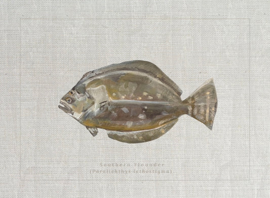 Coastal fine art print of a southern flounder study labeled Paralichthys lethostigma in a vintage natural history style by Ryan Beck.