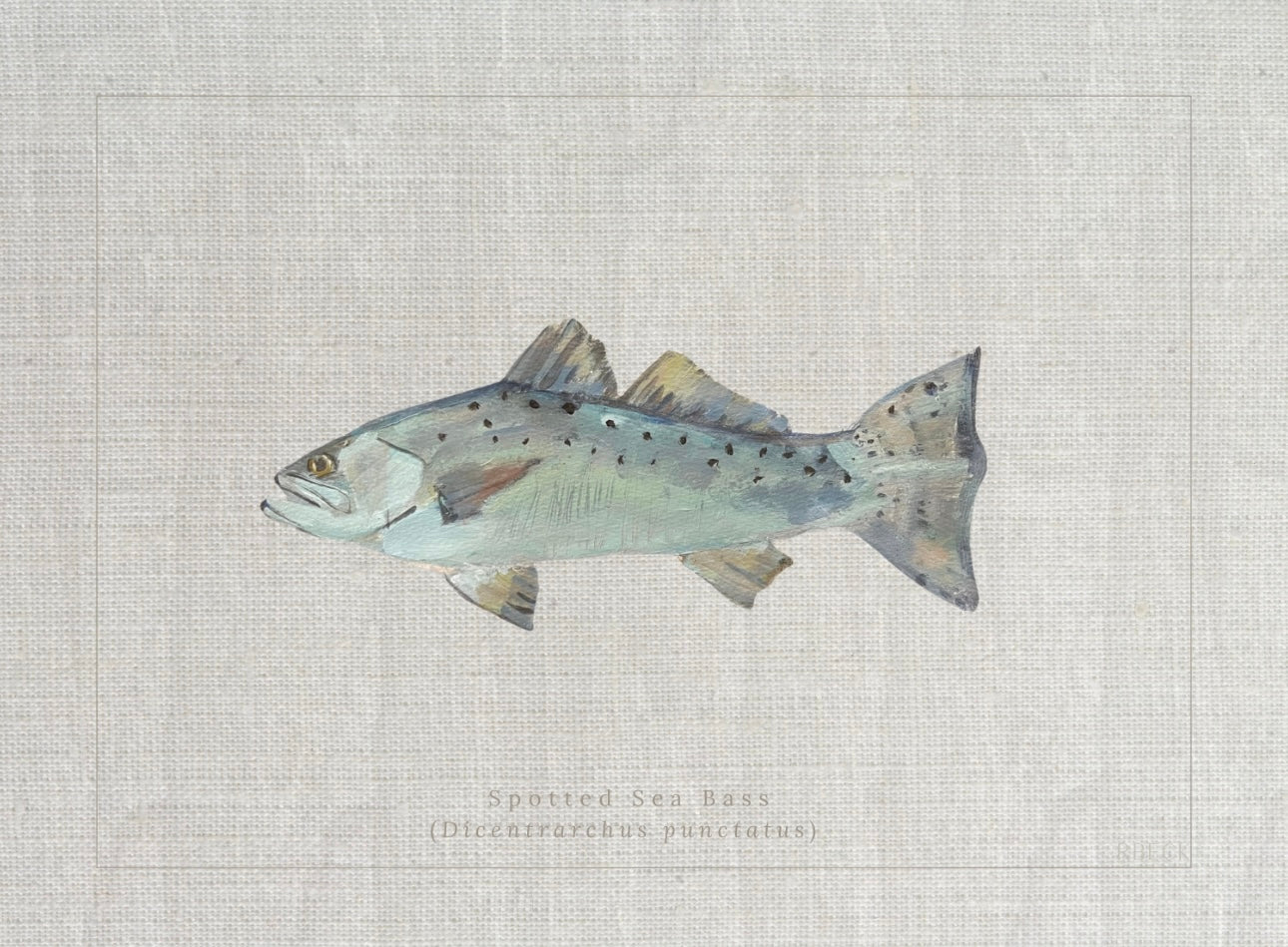 Coastal fine art print of a spotted sea bass fish study labeled Dicentrarchus punctatus in a vintage natural history style by Ryan Beck.