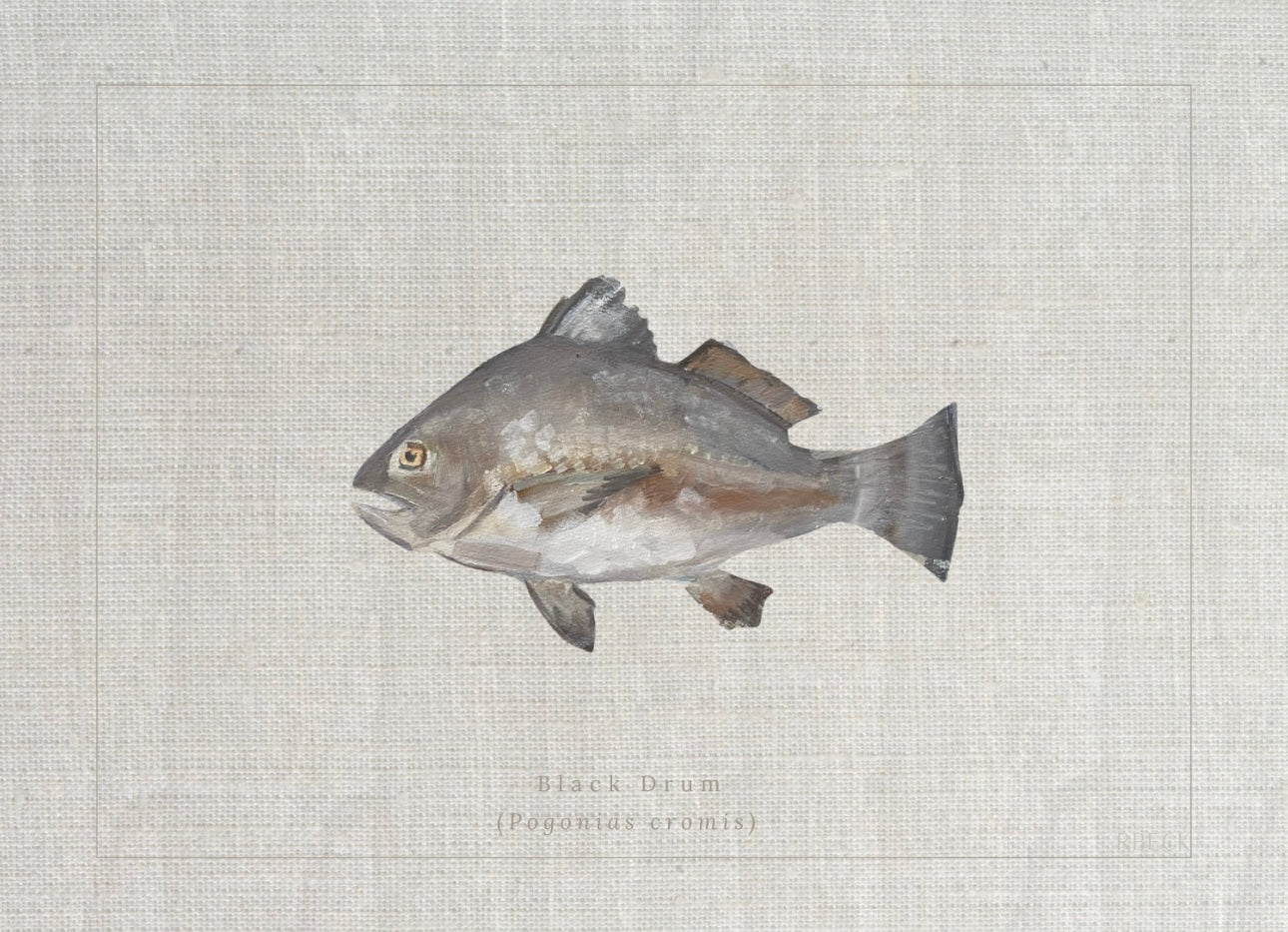 Giclée print of Black Drum by Charleston artist Ryan Beck, featuring common and scientific names below, inspired by vintage fish identification books.