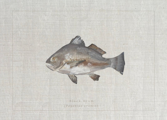 Giclée print of Black Drum by Charleston artist Ryan Beck, featuring common and scientific names below, inspired by vintage fish identification books.