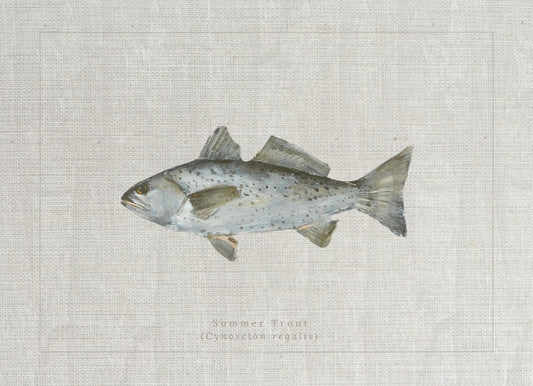Giclée print of Summer Trout by Charleston artist Ryan Beck, featuring common and scientific names below, inspired by vintage fish identification books